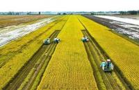 HTX là 'hạt nhân' giúp lúa chất lượng cao tăng doanh thu 5 triệu đồng/ha