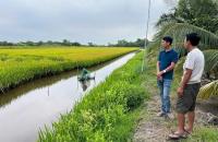 Lúa thơm – tôm sạch Cà Mau thu hút đầu tư chuỗi giá trị
