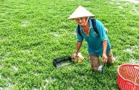Trồng rau đặc sản xuất xứ từ Nhật Bản, một nông dân Bến Tre, nay là tỉnh Vĩnh Long cắt bao nhiêu bán hết veo đến đó