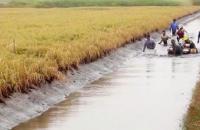 Hành trình vụt dậy “biến đất chua phèn” thành “bờ xôi ruộng mật” từ mô hình lúa – tôm 