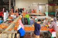 Cà rốt, hành vào mùa vàng, doanh nghiệp ngoại đặt cọc, hợp tác xã ở Hải Phòng tất bật thu hoạch